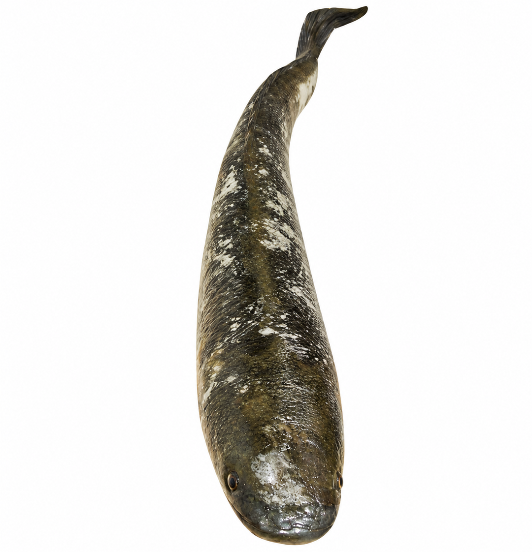 Ngolo Fish 1kg